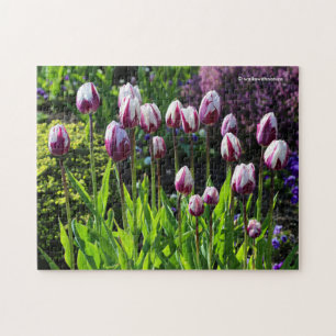Puzzle White-and-Purple Flaming Flag Triumph Tulips