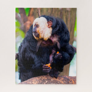 Puzzle White Face Saki Monkey.
