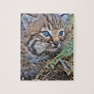 Puzzle Wild Bobcat Kitten