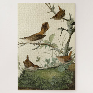 Puzzle Winter Wren, Rock Wren, Audubon's Birds of America