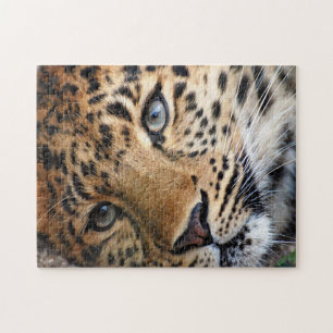 Puzzle with Gift Box/Cheetah