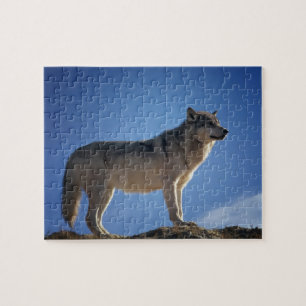 Puzzle Wolf