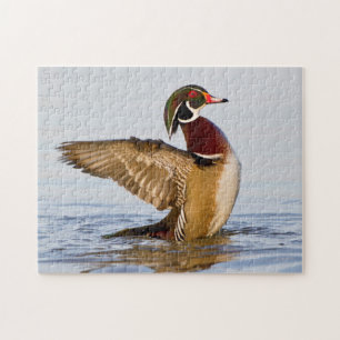 Puzzle Wood Duck mal flapping wings in wetland