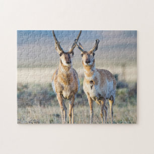 Puzzle Wyoming, comté de Sublette, antilopes mâles