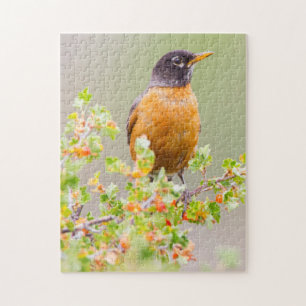 Puzzle Wyoming, Comté De Sublette, Un Robin Américain