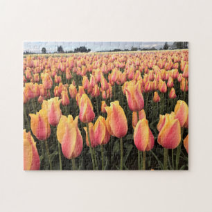 Puzzle Yellow & Pink Tulip Field, Oregon