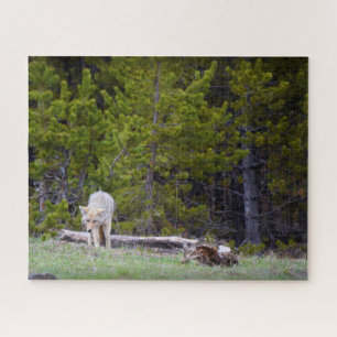 Puzzle Yellowstone - Curious Coyote - 16x20 - 520 pcs.