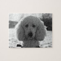Yeux noirs et blancs de chiot de visage de caniche