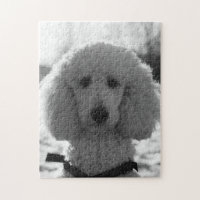 Yeux noirs et blancs de chiot de visage de caniche