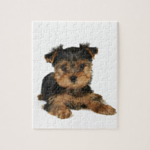 Puzzle Yorkie gentil