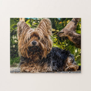 Puzzle Yorkie Yorkshire Terrier Chien