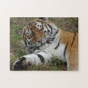 Puzzle Zoo Puzzle: Beautiful Tiger
