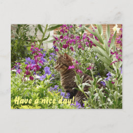 Puzzled cat! postcard