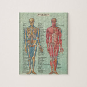 Puzzles - Anatomie