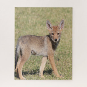 Puzzles Coyote