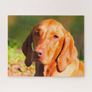 Puzzles de chien hongrois Vizla.