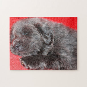Puzzles de chien Mastiff Tibétain.