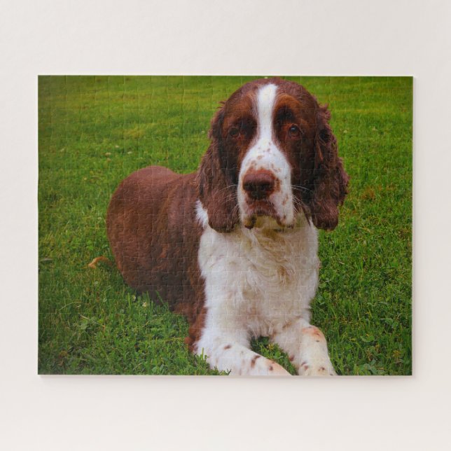 Puzzles de chien Springer Spaniel. (Horizontal)