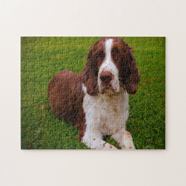 Puzzles de chien Springer Spaniel. (Horizontal)