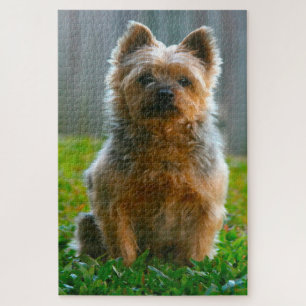 Puzzles de chien Terrier Australien.