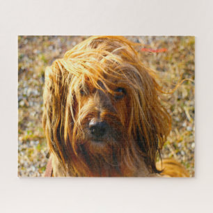Puzzles de chien Terrier Tibétain.