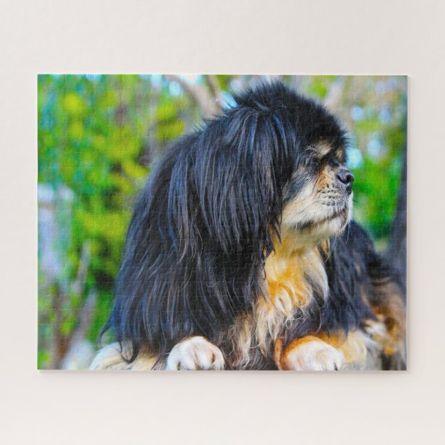 Puzzles de chiens Spaniel Tibétains. (Horizontal)