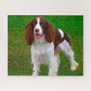 Puzzles de chiens Springer Spaniel.