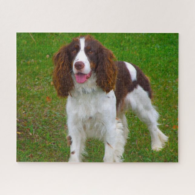 Puzzles de chiens Springer Spaniel. (Horizontal)