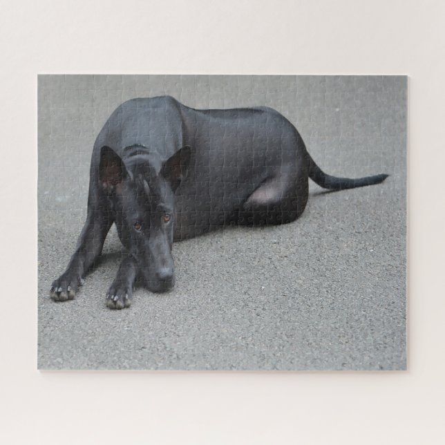 Puzzles de chiens Thai Ridgeback. (Horizontal)