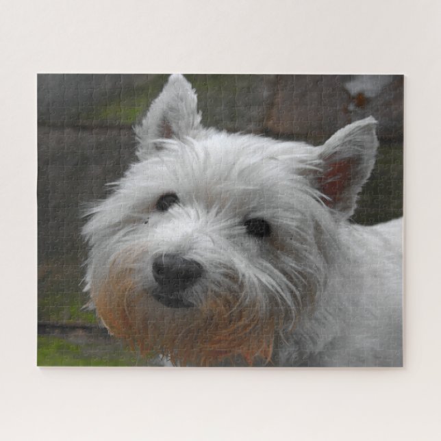 Puzzles de chiens Westie. (Horizontal)