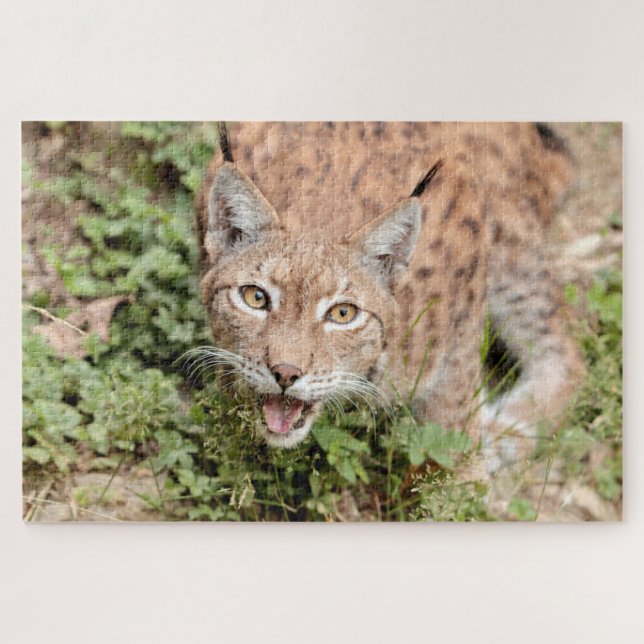 Puzzles Photo lynx, animaux. (Horizontal)