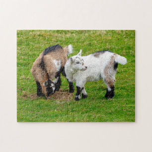 Pygmy Chèvre Kids Jigsaw puzzle