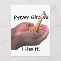 Pygmy Giraffe