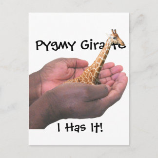 Pygmy Giraffe Postcard