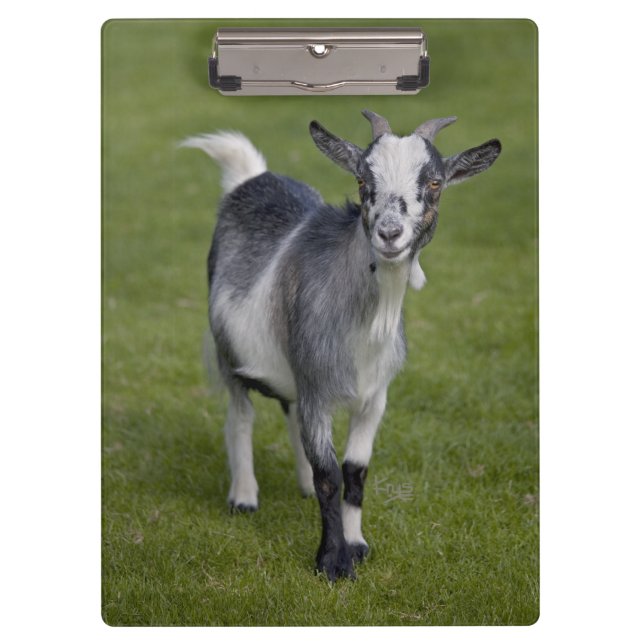 Pygmy Goat Clipboard (Front)