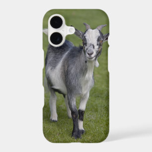 Pygmy Goat iPhone X Case