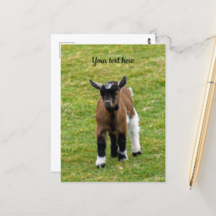 Pygmy Goat Kid Postcard