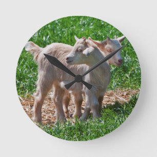 Pygmy Goat Kids Clock