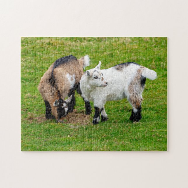 Pygmy Goat Kids Jigsaw puzzle (Horizontal)