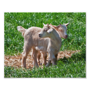 Pygmy Goat Kids Print