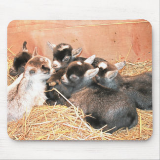 Pygmy Goat Mouse Pad