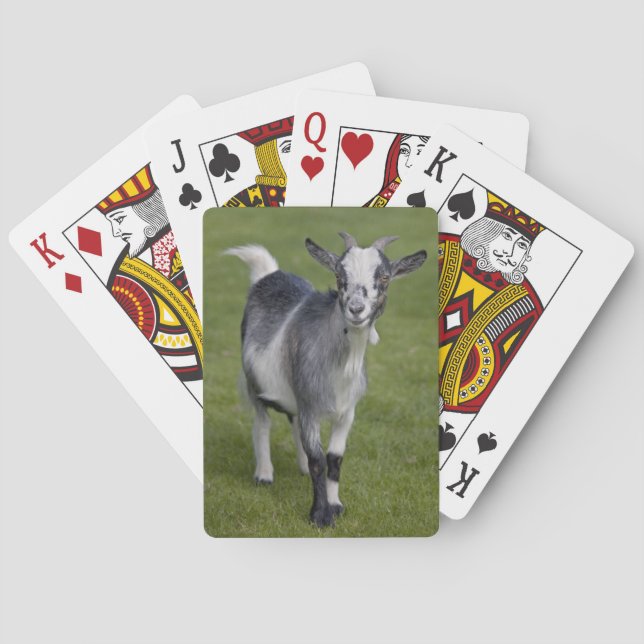 Pygmy Goat Playing Cards (Back)