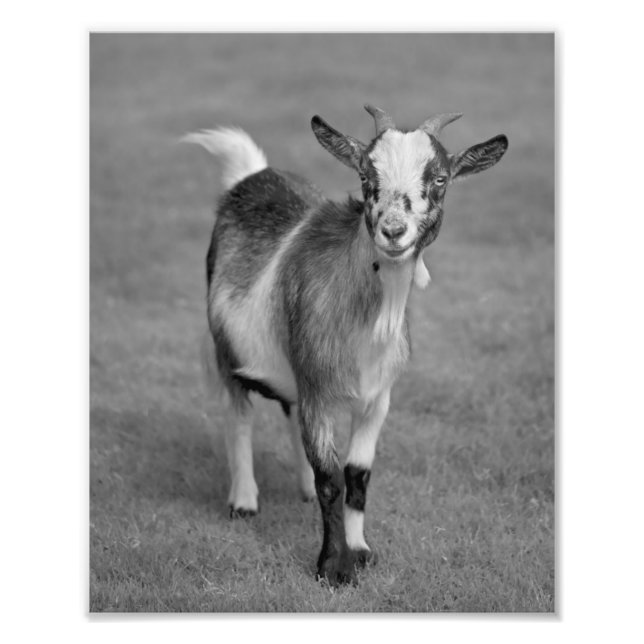 Pygmy Goat Print (Black and White) (Front)
