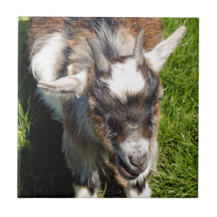 PYGMY GOAT TILE