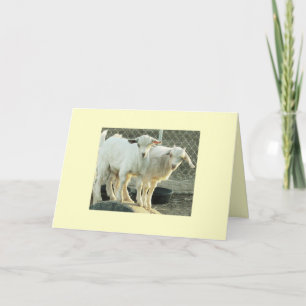 Pygmy Goat Twins Card