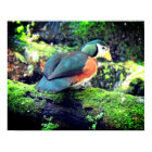Pygmy Goose Poster - R - 0937