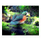 Pygmy Goose Poster - R - 0937