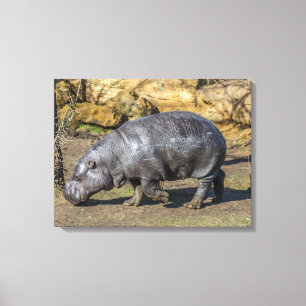 Pygmy hippo canvas print