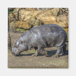 Pygmy Hippo fridge magnet