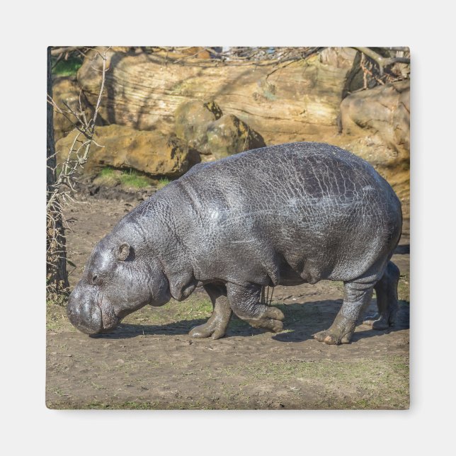 Pygmy Hippo fridge magnet (Front)
